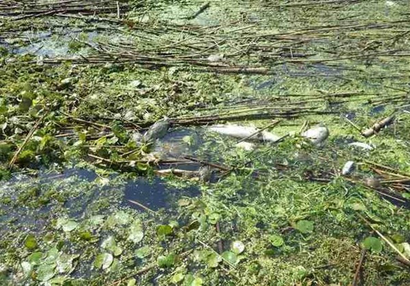 Εκατοντάδες νεκρά ψάρια από ασφυξία στον ποταμό Λουδία