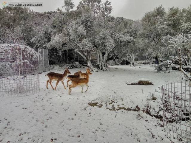 Λεπέτυμνο Λέσβου ελαφια 18 1 2016