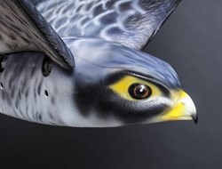 Για πρώτη φορά στον κόσμο ρομποτικά αρπακτικά πτηνά σε ρόλο «σκιάχτρου»